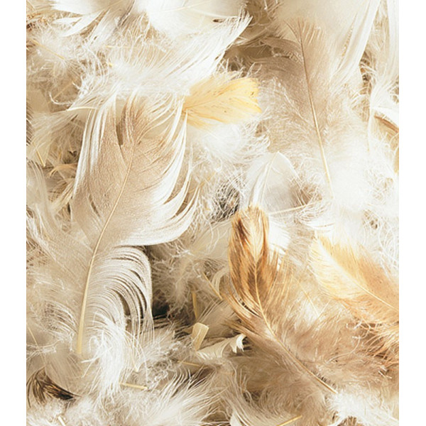 Plume supérieure d'Oie-canard - Garnissage coussin